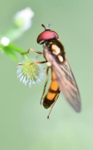 Melanostoma mellinum